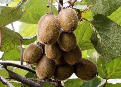 ��� ��������� ���� ����: ��� �� ����� � ������������ ���� �� �����������