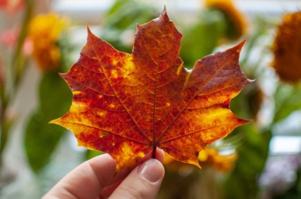 ������� ���������� �����������: ������������ ������� � ���������� �������