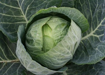 ������� �������� ������� ��������� �������: ������ ��� ��������