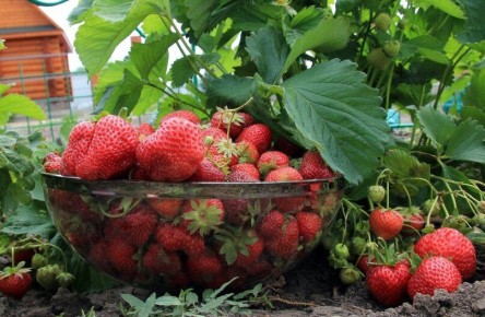 ������ �������� ����� ���� ������: �������� ������� � �������