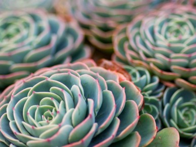 ��������� �����������: ���� � �������� ����� ��������