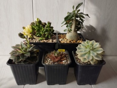 ���������� ��� ����� ������: ����� ������������ ��� ����������