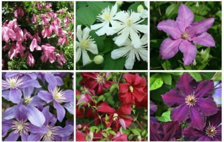 ��� ��������� �������� ���������: ��� � ������� ������� � ����� �� ����