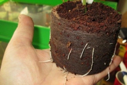 ����-�����: ������� ��������� ����������� ��������� ��������