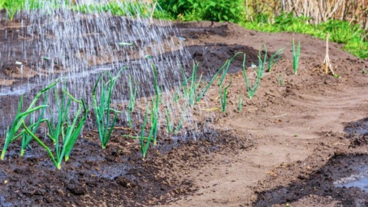 ��� ������ ������� ������ ������: ������ ������� ������� ��������