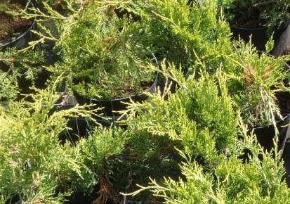 ������������: ������� � ������ � ������ ������ ����