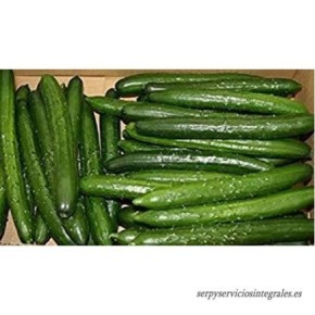 ��������� ������ ���� �������: ��������� ������� ��� ������ �������