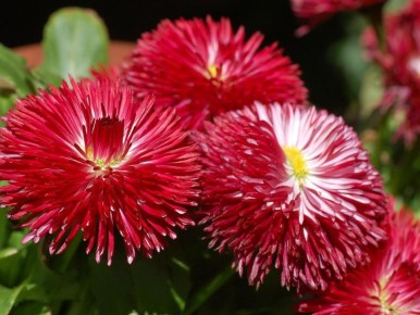 ��� ��������� ����� ����� ���� �� ������: ��������� ������� ��������