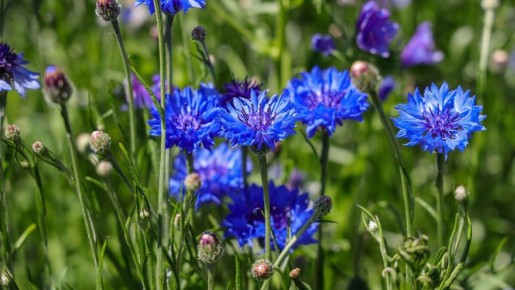 ��������: �������� ��������� � ����������� ��������� ��� ���������