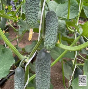 ������ �������: ��������� ������������� ������ ��� ����� ������