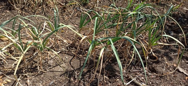 ������� ���������� �������� ��������� �������: ��� �������� ������� � �������� �����������