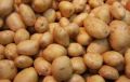 Картофель Восторг: секреты успешного урожая и восхитительного вкуса
