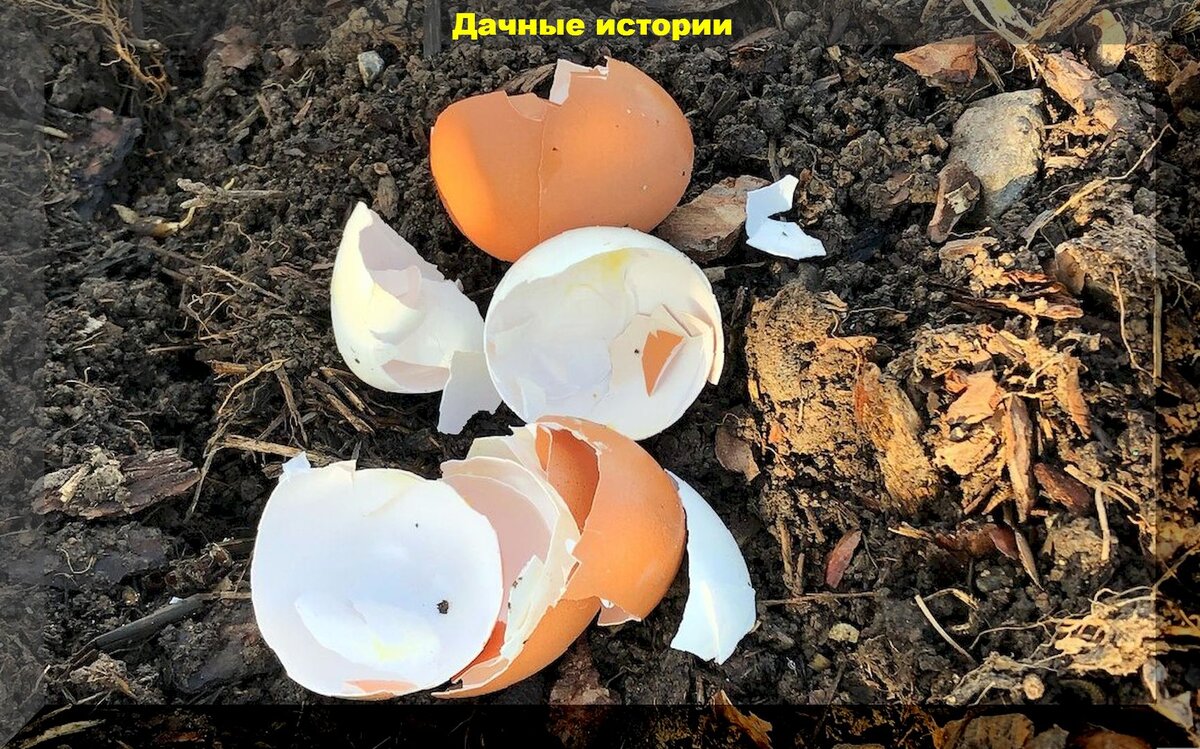 Яичная скорлупа: секреты раскисления почвы и профилактика вершинной гнили