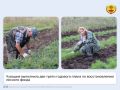 Этой весной в лесничествах республики высадили более 166 гектаров новых лесов и защитных насаждений