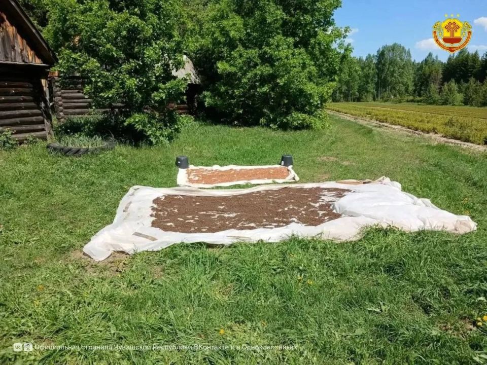 Лесничества Чувашии приступили к посеву посадочного материала Лесничества Чувашии приступили к посеву посадочного материала