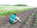 В Красночетайском округе обследуют участки с картофелем