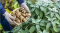Топинамбур: секреты вкусного приготовления