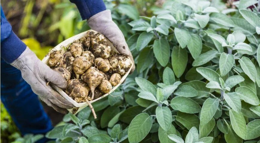 Топинамбур: секреты вкусного приготовления