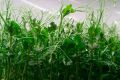 Горох Мадрас: секреты успешного выращивания