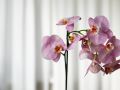 Как пересадить орхидею без стресса: простая инструкция для каждого