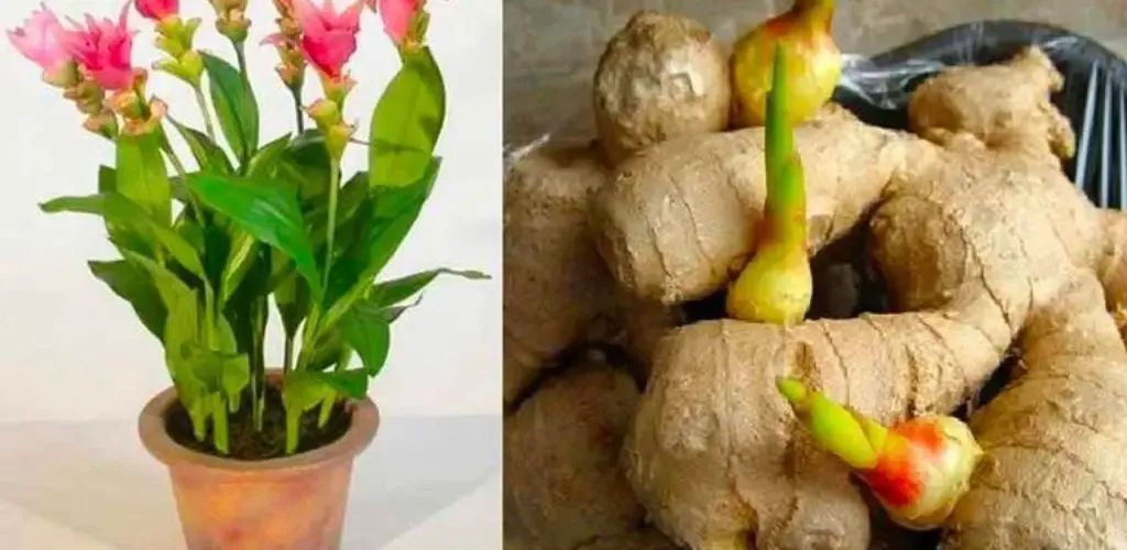 Выращивание имбиря дома: секреты успеха и полезные советы