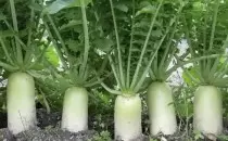 Редька и дайкон: как вырастить и сохранить их вкус до весны