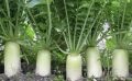 Редька и дайкон: как вырастить и сохранить их вкус до весны