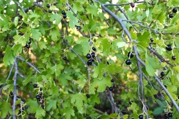 Как выбрать идеальные сорта смородины для вашего сада
