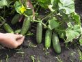 Кольцевание огурцов: секреты увеличения урожайности