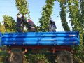 Студенты Чувашского ГАУ проголосовали и с головой ушли в работу: убирать хмель!