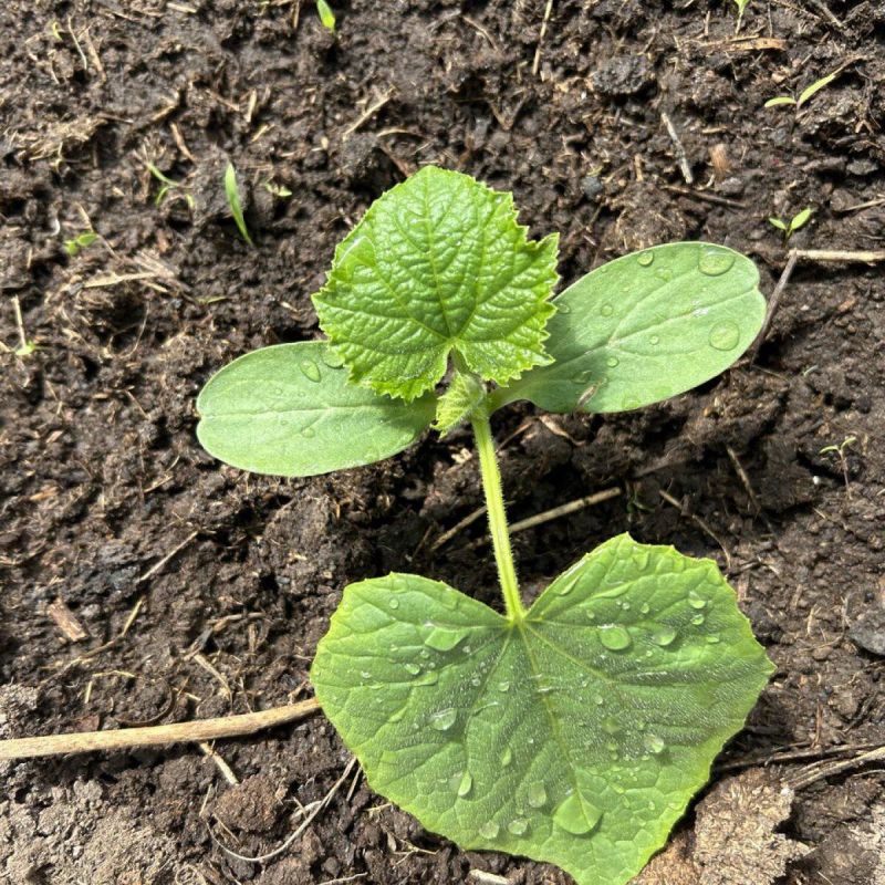 Необычные методы посадки огурцов: стоит ли пробовать?