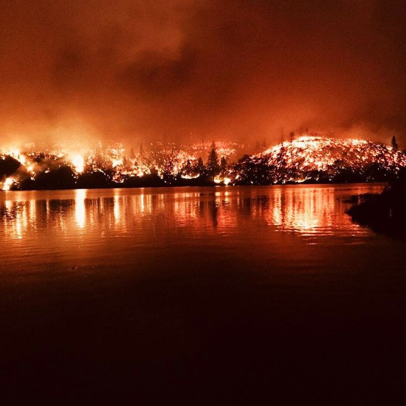 Секвойя: удивительное дерево, которое находит радость в огне