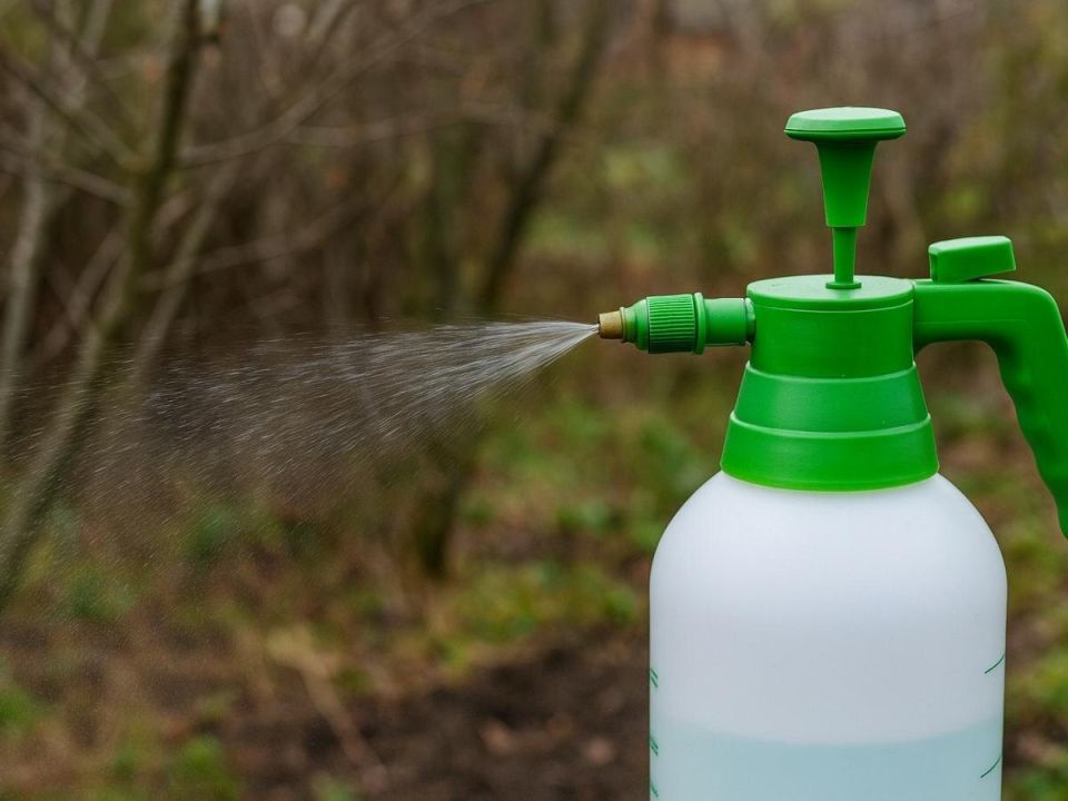 Осень в саду: как предотвратить атаки вредителей до весны