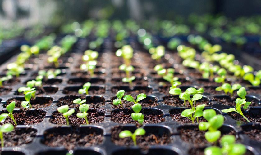 Секреты семян: почему одни требуют погружения в землю, а другие – света?