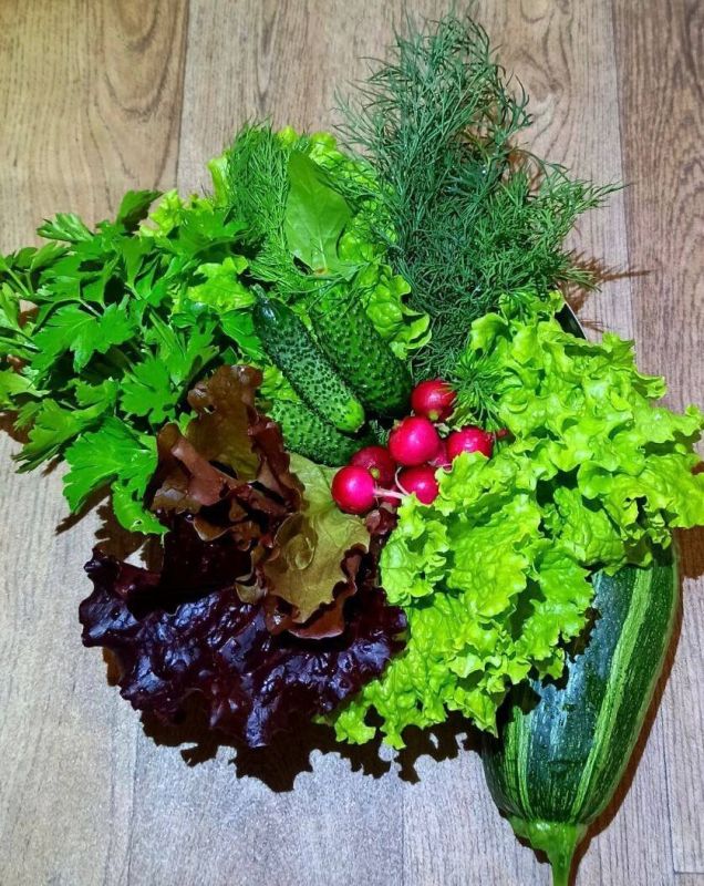 Как легко вырастить свежую зелень и салаты: секреты успешного урожая