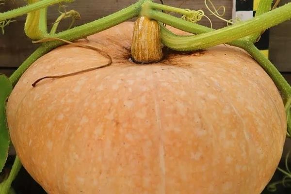 Тыква Мармелад: как выбрать, вырастить и насладиться ее вкусом