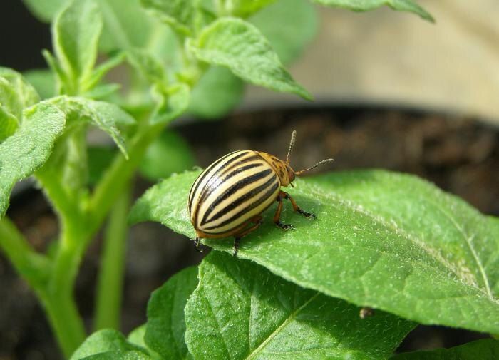 Эффективные стратегии борьбы с колорадским жуком: масла на страже урожая