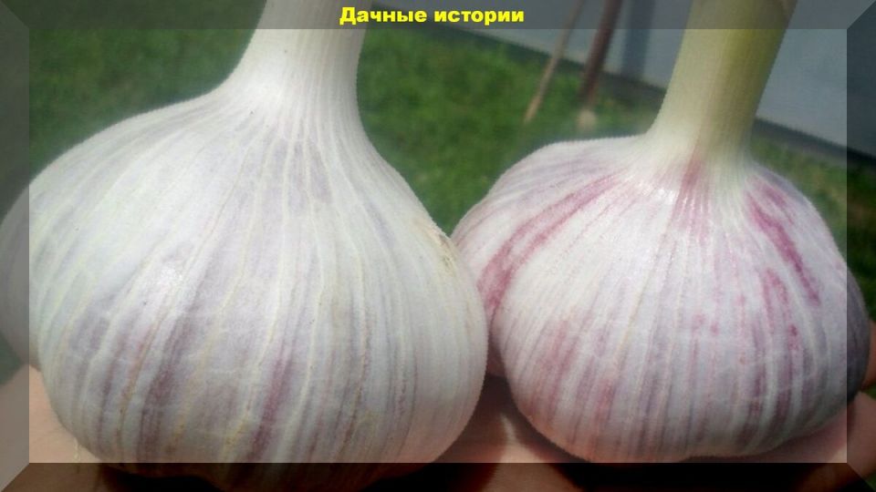 ��� ��������� �������� ������ � ���: ������� ��������� ������