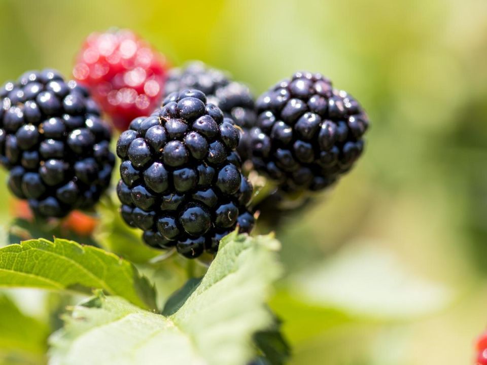 ��� ��������� ������ ����� �������� ������ ����� �������?