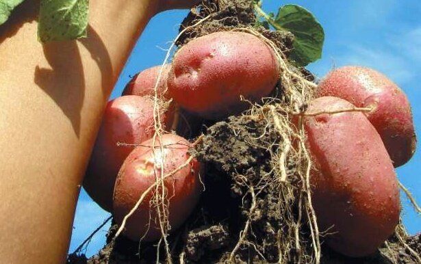 Как картошка из очистков стала настоящим урожаем: удивительный эксперимент