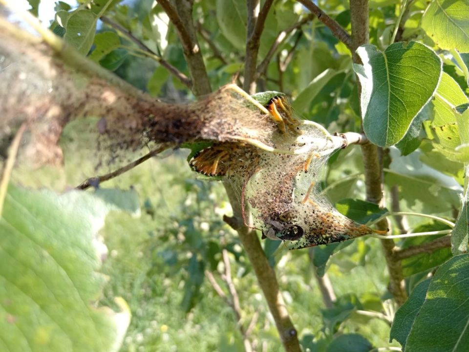 ��� ���������� �������� ����� �� ������������� �����������: ������������ ������