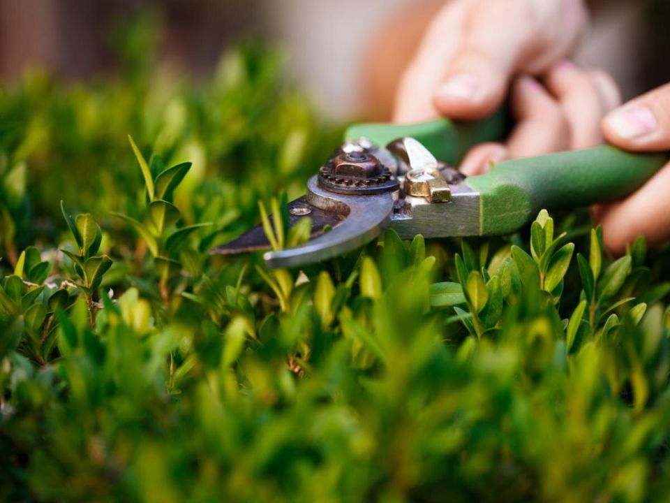 В июне кустарники просят обрезки: когда и как ухаживать за садом