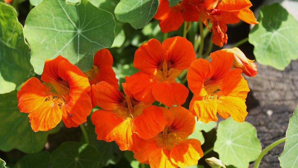 ���������: ����� ������� � ����� ����