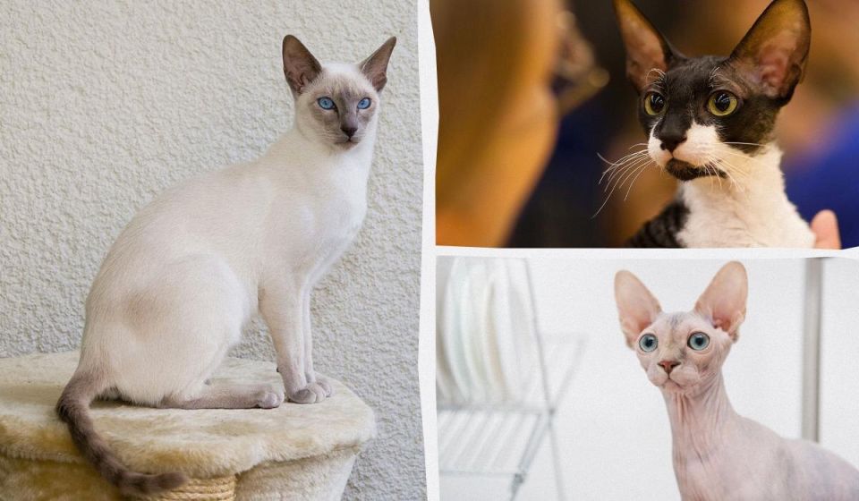 �����, ������� �� ������� ������ �� ����� ������: 9 ��������� ����� ��� ����������