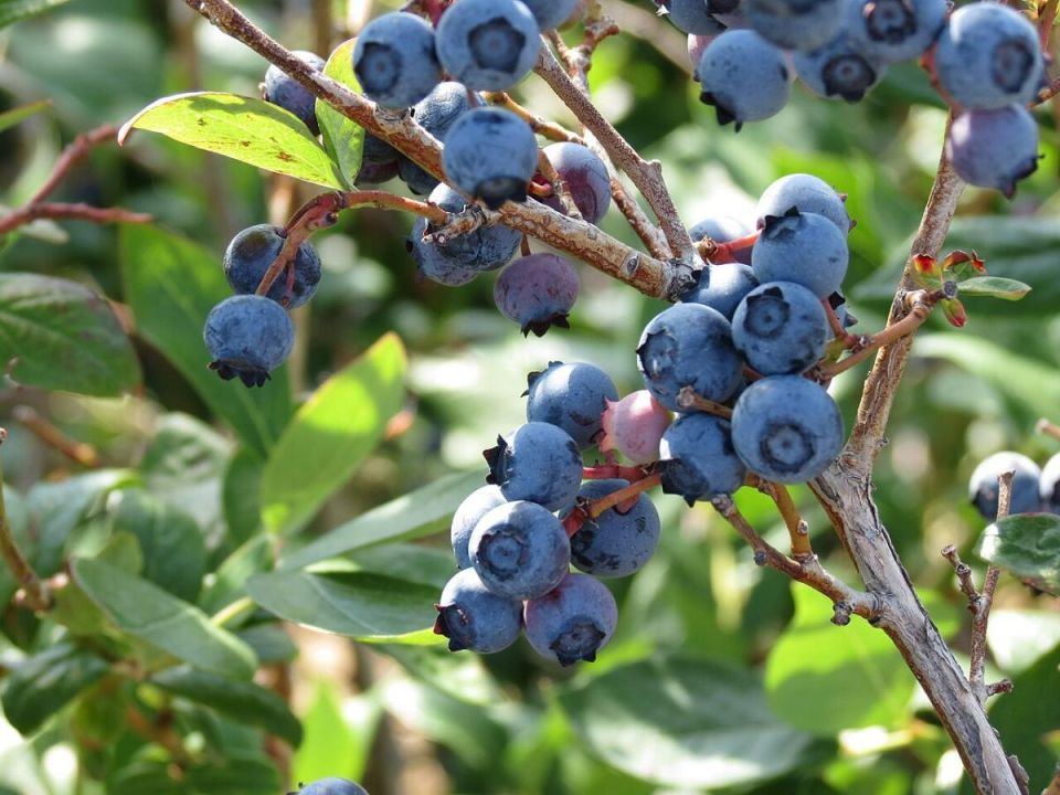 ����� ��������: ��� ������� ��������� ����� ���������� � ����������