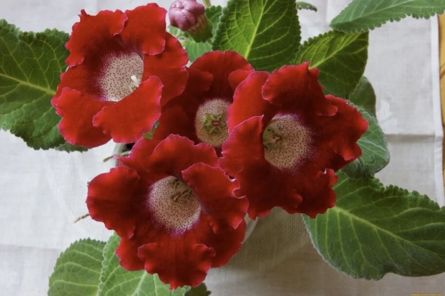 ������� ��������� ������ ��������� � �������� ��������