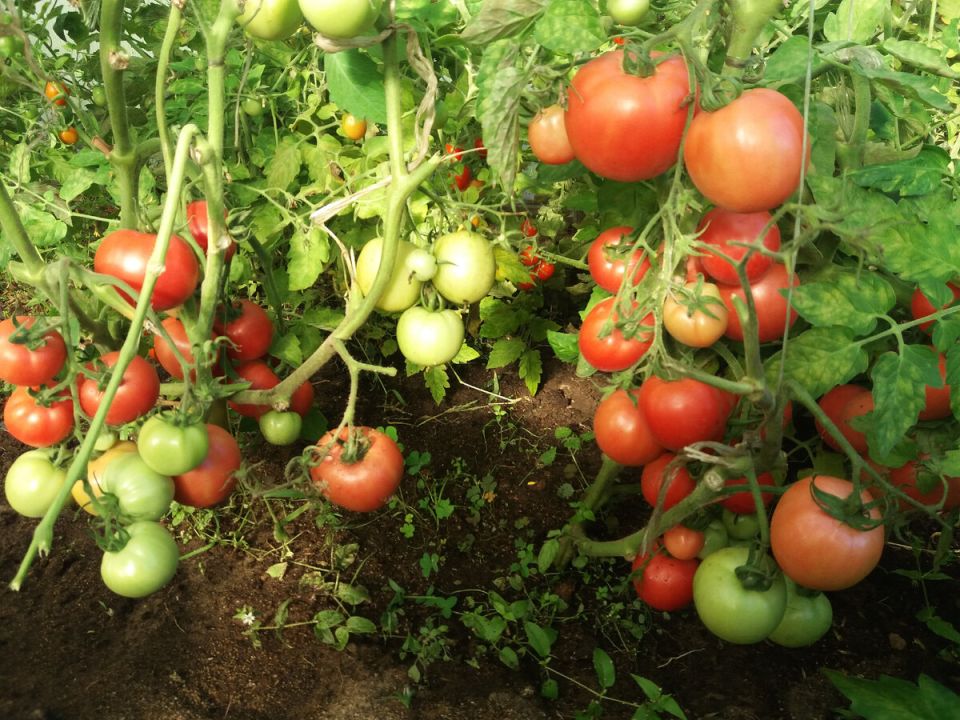 ��������� �������: ��� �������� ������ � ������������