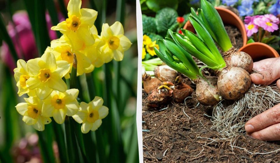 ��� ��������� ��������� �� ���������� ����� ��������: ������ �� ����� �� ����������