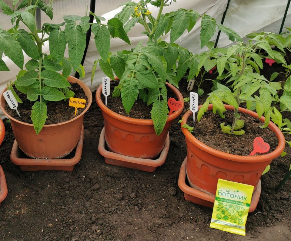 Стимулятор роста «Ботаник»: эксперимент с томатами и капустой