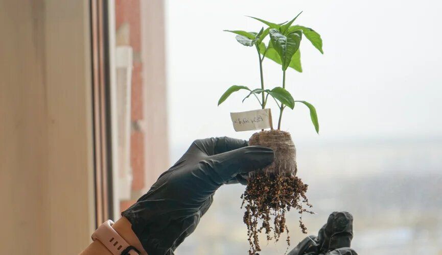 ������ �� �����������: ��� ������� � ������ � �������